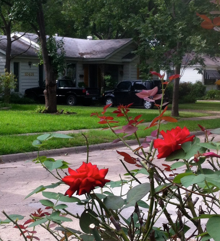 My cottage as viewed thru' neighbor's rose bush
